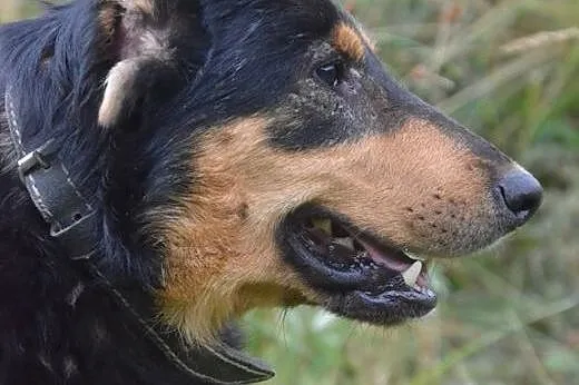 Misiu -pies bez ucha,adopcja!!,  świętokrzyskie Ki