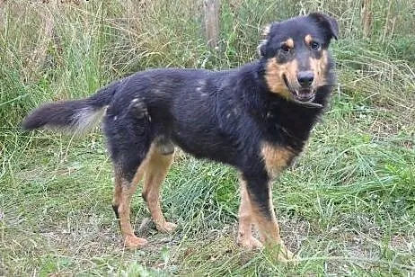 Misiu -pies bez ucha,adopcja!!,  świętokrzyskie Ki