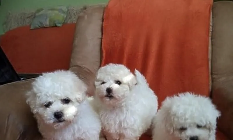 Bichon szczenięta!