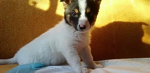 Hera ma 8 tygodni i czeka na swoją kochającą rodzi