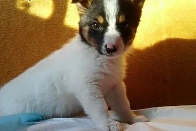 Hera ma 8 tygodni i czeka na swoją kochającą rodzi