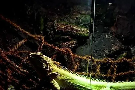Okazja legwan albino