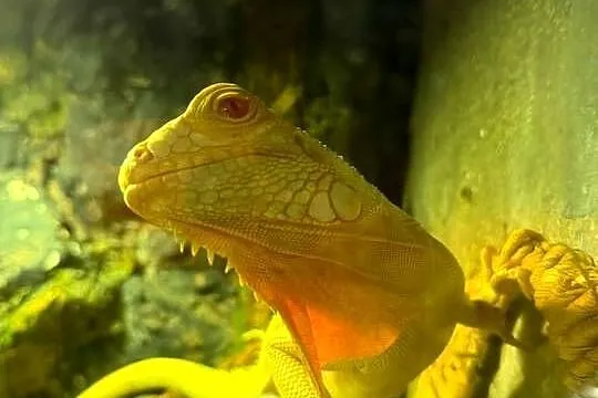 Okazja legwan albino, Wielkopolskie, Poznań