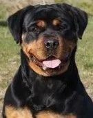 Szczenię Rottweiler- Miot wiosna 2026 ZKwP/FCI pies / suka, , Kocmyrzów