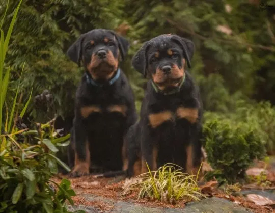 Szczenię Rottweiler- Miot wiosna 2026 ZKwP/FCI pies / suka, , Kocmyrzów