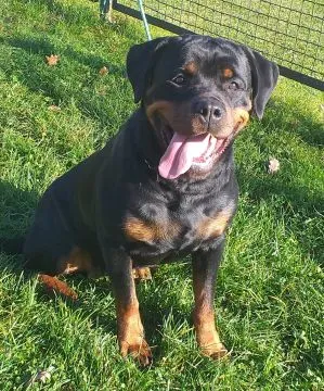 Szczenię Rottweiler- Miot wiosna 2026 ZKwP/FCI pies / suka, , Kocmyrzów