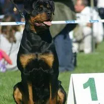 Szczenię Rottweiler- Miot wiosna 2026 ZKwP/FCI pies / suka, , Kocmyrzów
