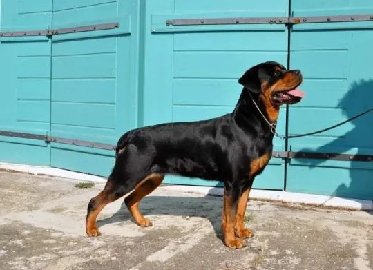 Szczenię Rottweiler- Miot wiosna 2026 ZKwP/FCI pies / suka, , Kocmyrzów