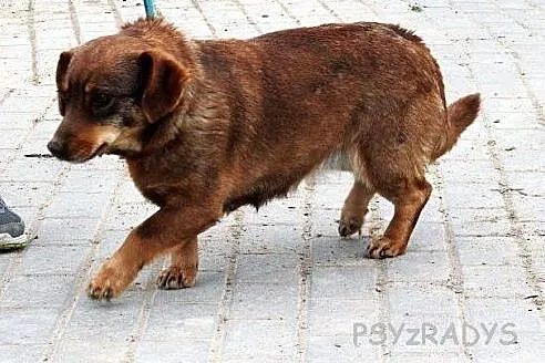 GRZANKA miła, sympatyczna, socjalna sunia SZUKA DO