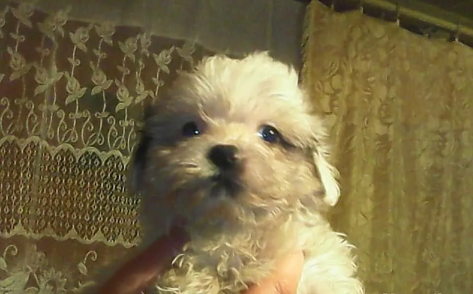 Suczka shih tzu