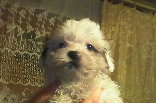 Suczka shih tzu