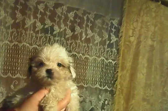 Suczka shih tzu