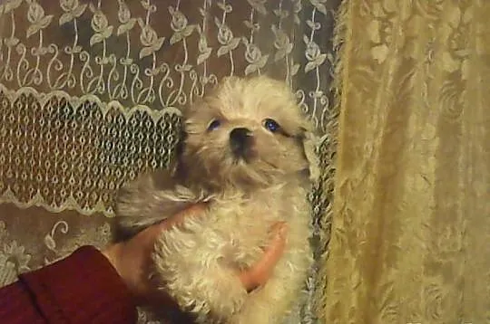 Suczka shih tzu