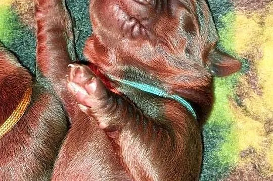 Labrador Retriever ZKwP/FCI- czekoladowe szczenięta