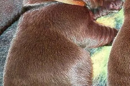 Labrador Retriever ZKwP/FCI- czekoladowe szczenięta, Dolnośląskie, Szczawin