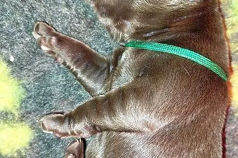 Labrador Retriever ZKwP/FCI- czekoladowe szczenięta, Dolnośląskie, Szczawin