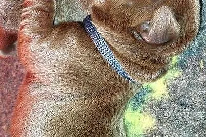 Labrador Retriever ZKwP/FCI- czekoladowe szczenięta, Dolnośląskie, Szczawin