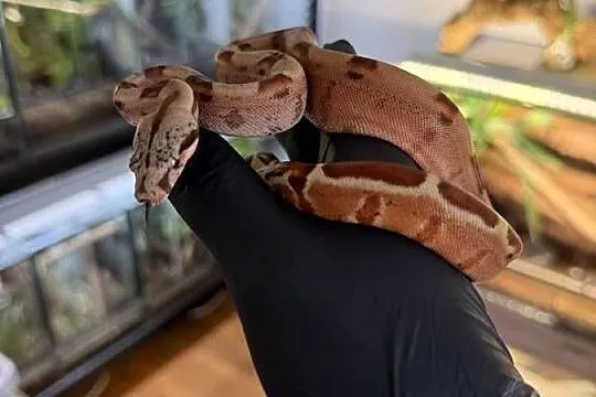 Boa imperator/Boa cesarski  Wąż/gad/ zwierzę / terrarium / terrarystyka