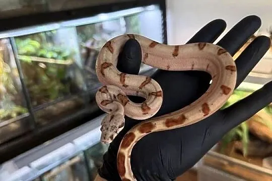 Boa imperator/Boa cesarski  Wąż/gad/ zwierzę / terrarium / terrarystyka, Śląskie, Sosnowiec