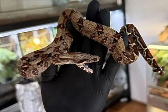 Boa imperator/Boa cesarski  Wąż/gad/ zwierzę / terrarium / terrarystyka, Śląskie, Sosnowiec