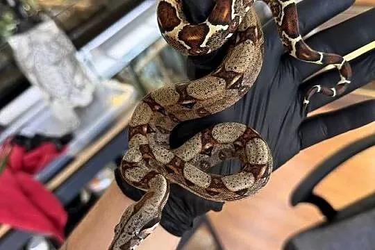Boa imperator/Boa cesarski  Wąż/gad/ zwierzę / terrarium / terrarystyka, Śląskie, Sosnowiec