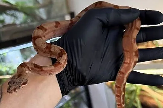 Boa imperator/Boa cesarski  Wąż/gad/ zwierzę / terrarium / terrarystyka, Śląskie, Sosnowiec