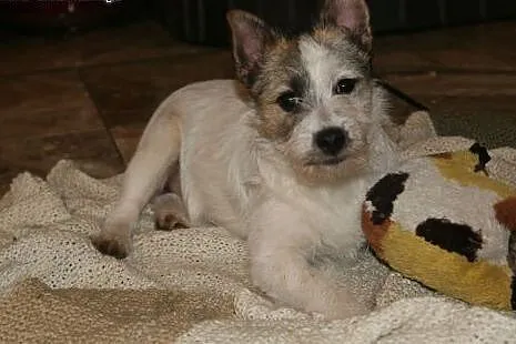 Dolly 4mc w typie Jack Russel Terrier,  śląskie Ka
