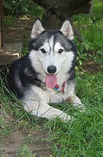 Ozzy młody, aktywny siberian husky szuka domu