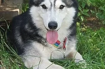Ozzy młody, aktywny siberian husky szuka domu