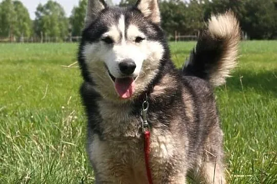 Ozzy młody, aktywny siberian husky szuka domu