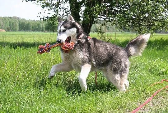 Ozzy młody, aktywny siberian husky szuka domu