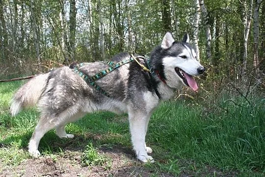 Ozzy młody, aktywny siberian husky szuka domu