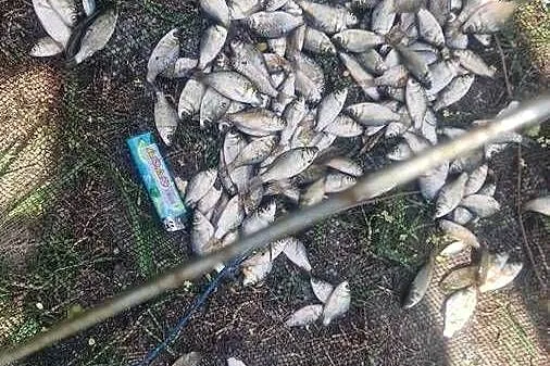 Narybek Karaś srebrzysty pokarm Sandacz Szczupak Sum