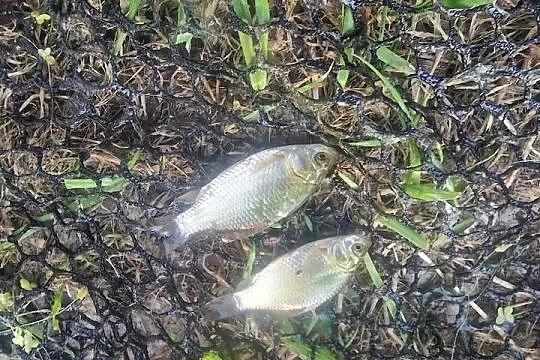 Narybek Karaś srebrzysty pokarm Sandacz Szczupak Sum, Lubelskie, Krasnystaw