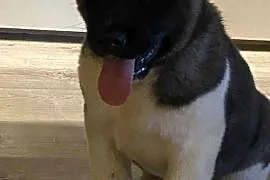 American Akita szceniak