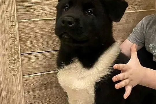 American Akita szceniak, Dolnośląskie, Bielawa