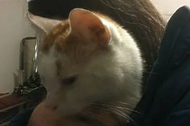 Pieszczoch Maraton,  pomorskie Rumia