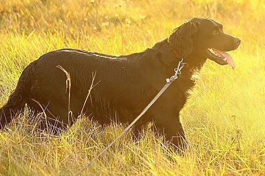 LAKI piękny pies w typie flat coated retriever szu