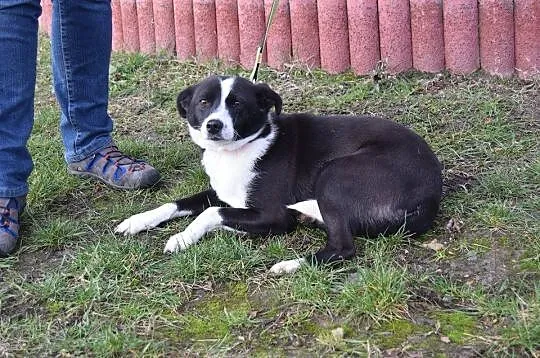 Pepsi, młoda, bardzo grzeczna i bezkonfliktowa sunia
