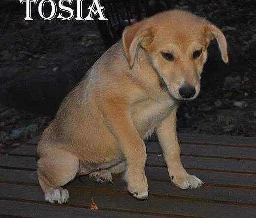 Tosia i Boston czekają na adopcę, mazowieckie Sul