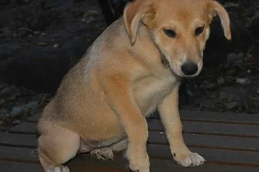Tosia i Boston czekają na adopcę, mazowieckie Sulejówek