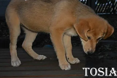 Tosia i Boston czekają na adopcę,  mazowieckie Sul