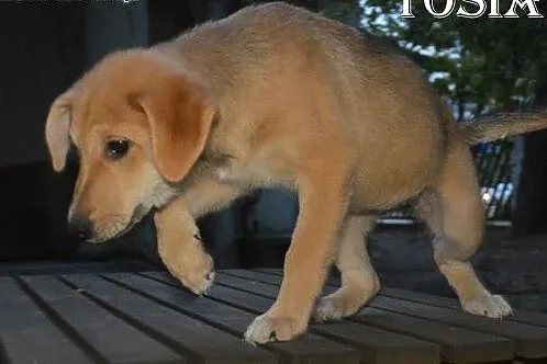 Tosia i Boston czekają na adopcę,  mazowieckie Sul