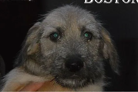 Tosia i Boston czekają na adopcę,  mazowieckie Sul