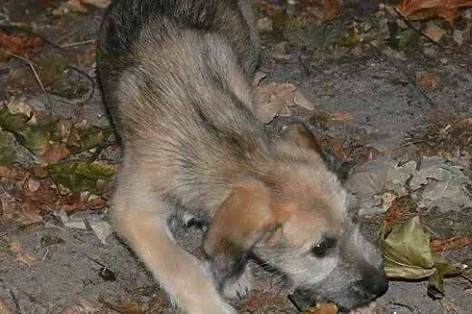 Tosia i Boston czekają na adopcę,  mazowieckie Sul