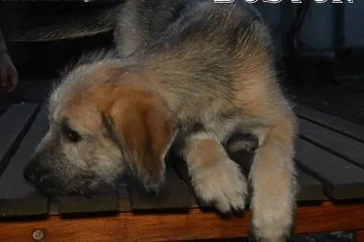 Tosia i Boston czekają na adopcę,  mazowieckie Sul