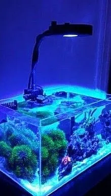 Lampa do akwarium morskiego Kessil A80 Tuna Blue, Świętokrzyskie, Kielce
