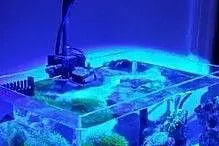 Lampa do akwarium morskiego Kessil A80 Tuna Blue, Świętokrzyskie, Kielce