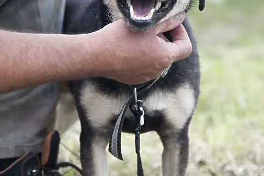 NEMO cudny chłopak do adopcji :),  mazowieckie War