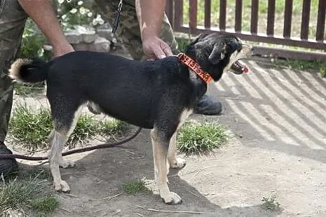 NEMO cudny chłopak do adopcji :),  mazowieckie War